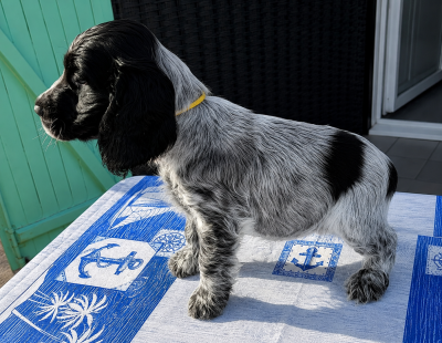 Les chiots de Cocker Spaniel Anglais