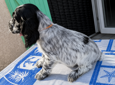 Les chiots de Cocker Spaniel Anglais