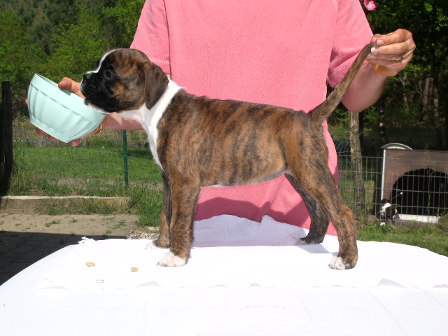 Blue pearl des vents de mer