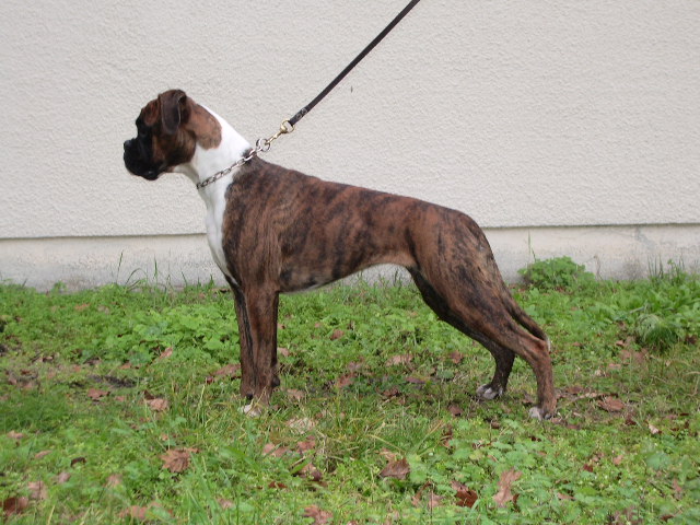 Blue pearl des vents de mer