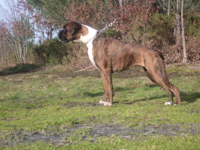 Blue pearl des vents de mer