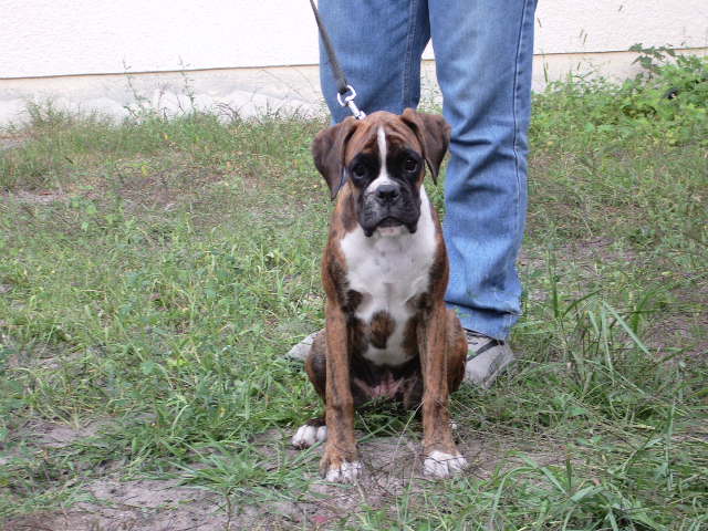 Blue pearl des vents de mer