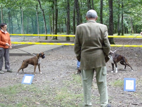 Blue pearl des vents de mer
