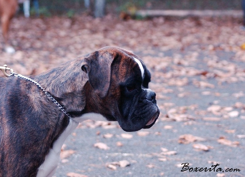 Darwin des vents de mer