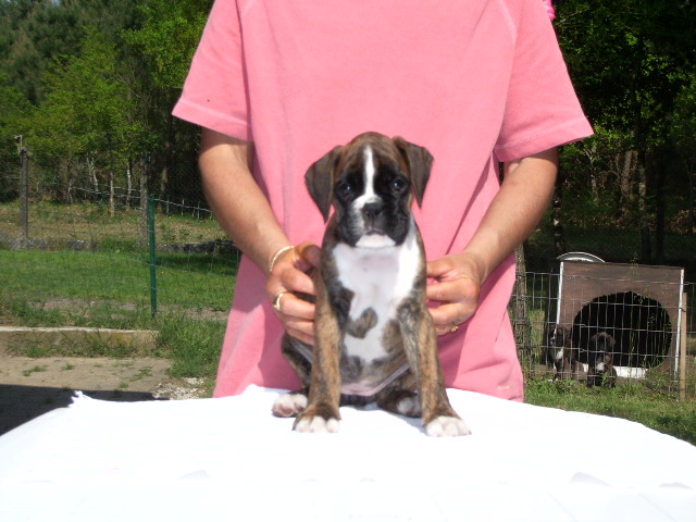 Blue pearl des vents de mer