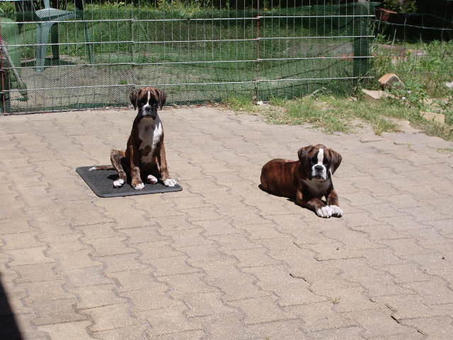 Blue pearl des vents de mer