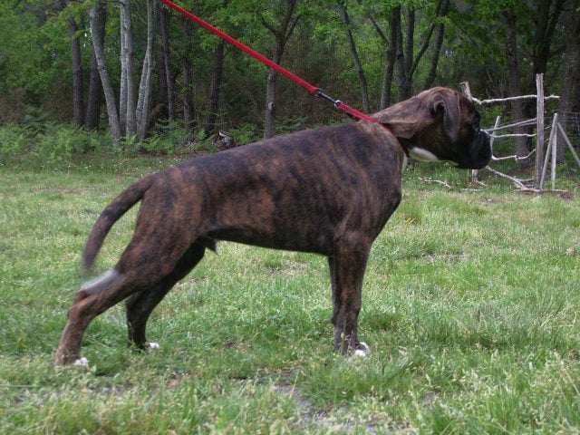 Darwin des vents de mer