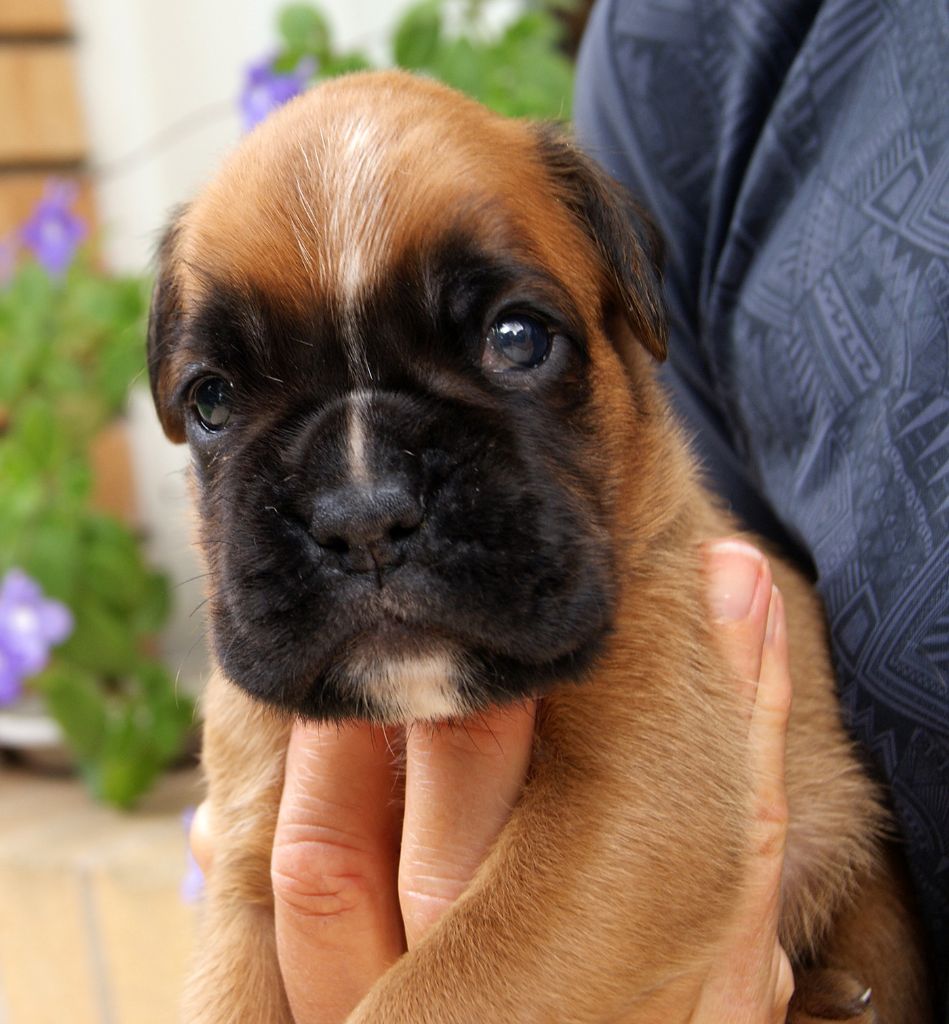 Praline des vents de mer