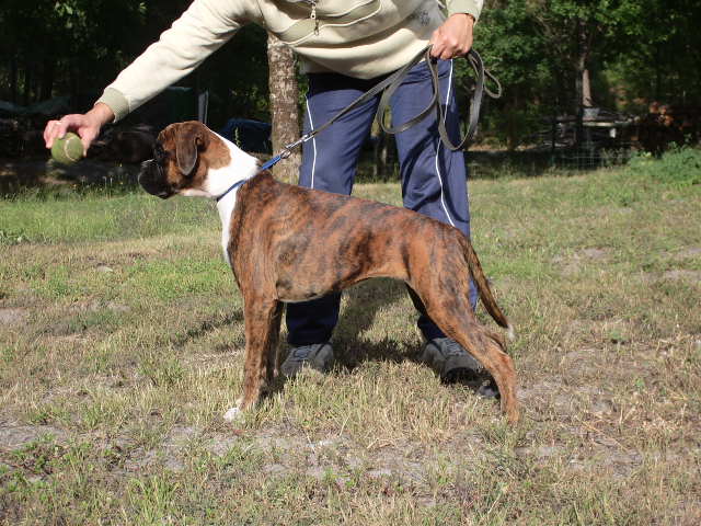 Blue pearl des vents de mer