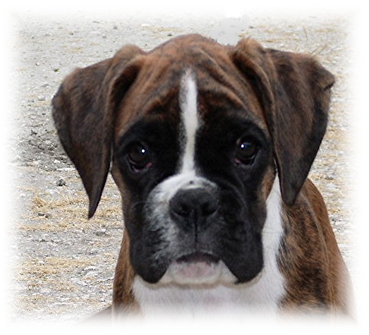 Blue pearl des vents de mer