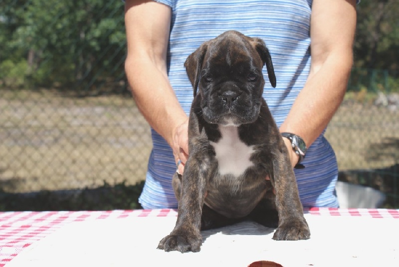 Fellowing of pearl des vents de mer