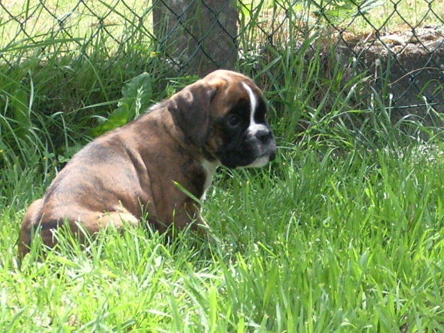 Blue pearl des vents de mer