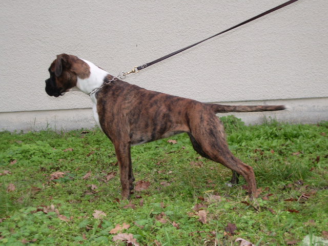 Blue pearl des vents de mer