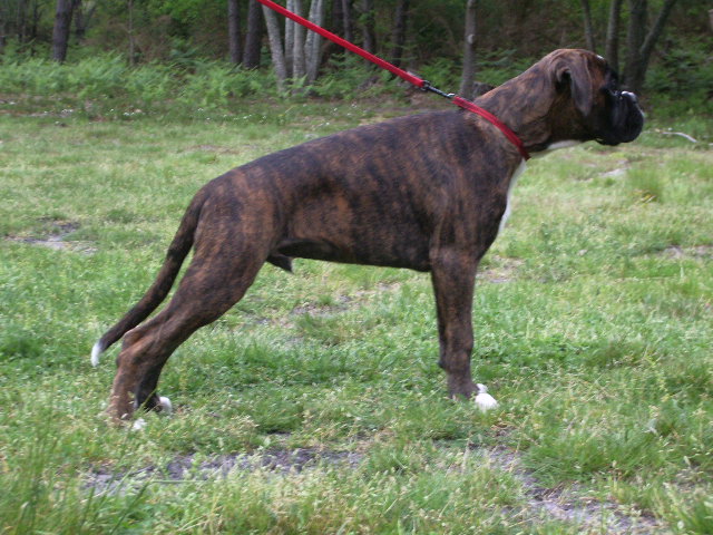 Darwin des vents de mer