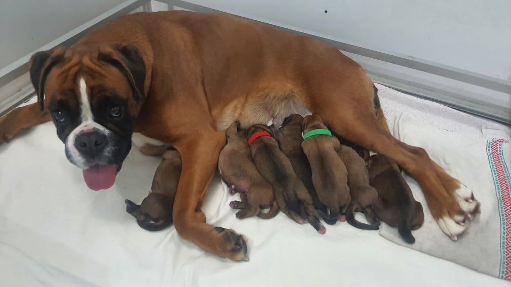 Boxer - des vents de mer