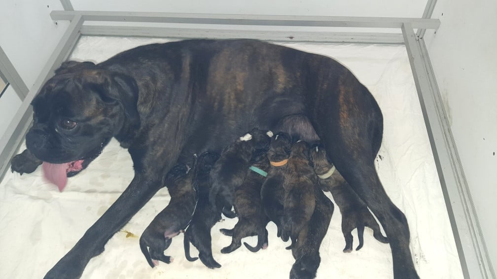 CHIOT 5 - Boxer