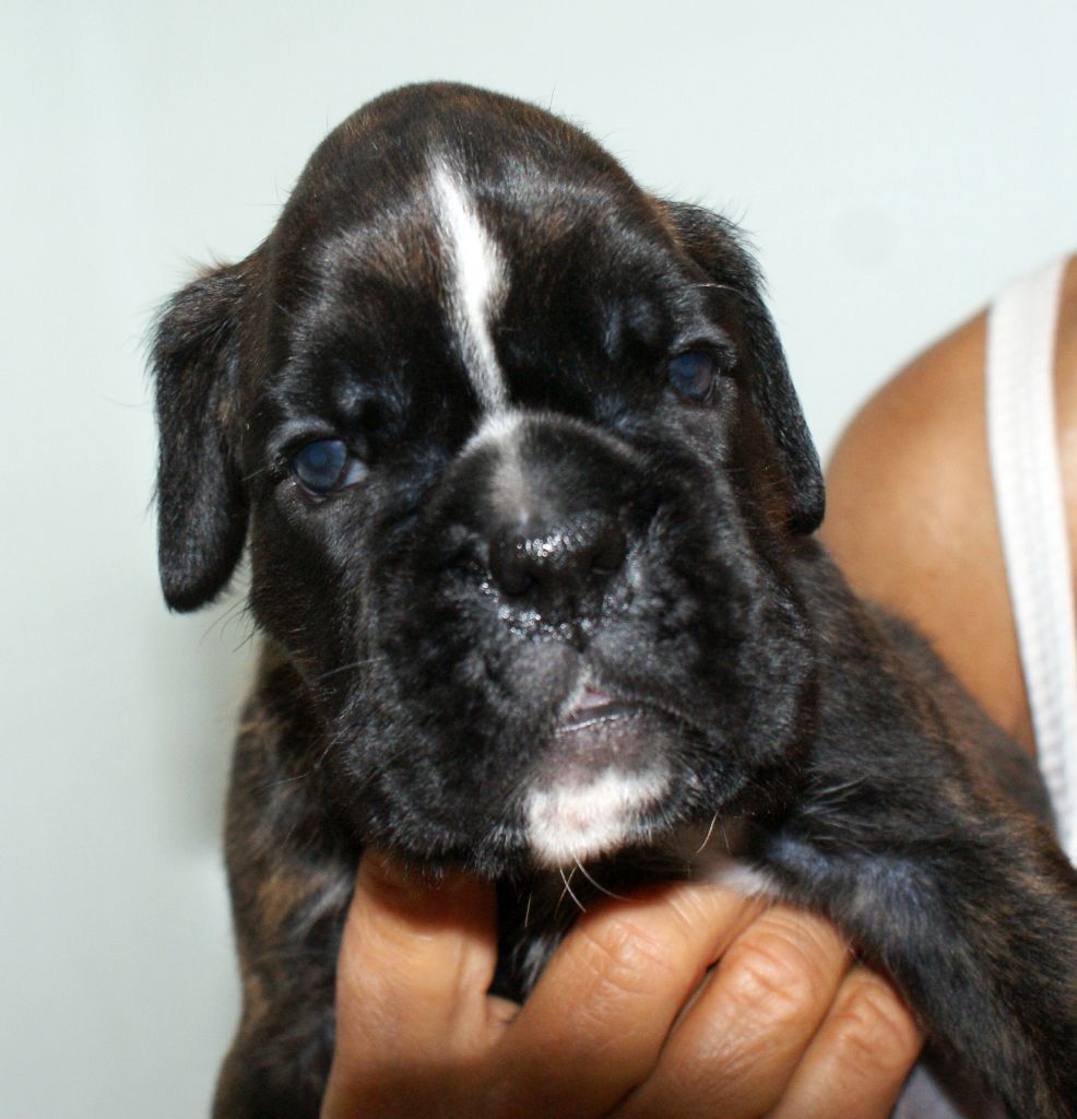 OBI-ONE OF FELLS - Boxer