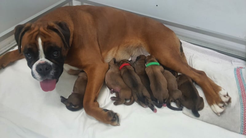 Boxer - des vents de mer