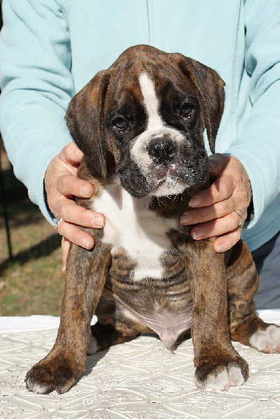 Chiot Elevage Des Vents De Mer Eleveur De Chiens Boxer