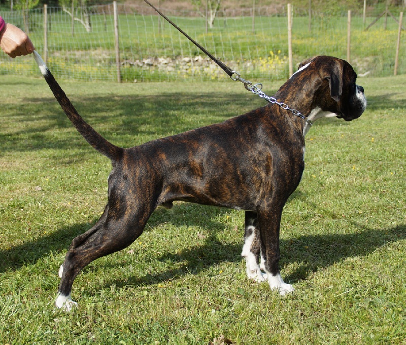 Império della andasi - TRES PROMETTEUR