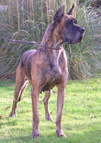 CH. Persane du domaine de Sultan