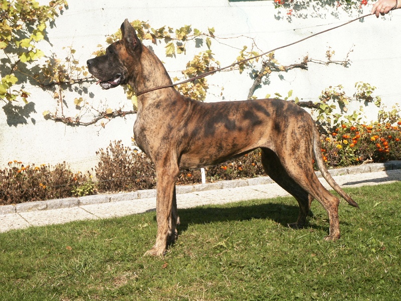 CH. Persane du domaine de Sultan