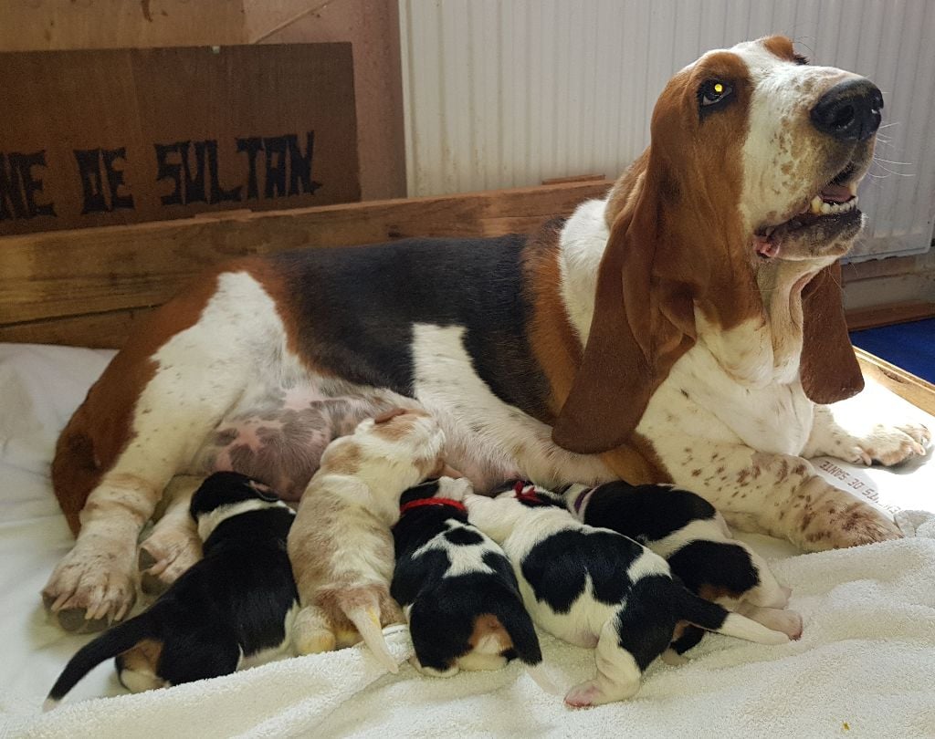chiot Basset Hound du domaine de Sultan