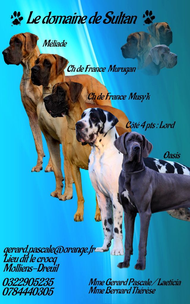 Accueil Elevage Du Domaine De Sultan Eleveur De Chiens Dogue Allemand