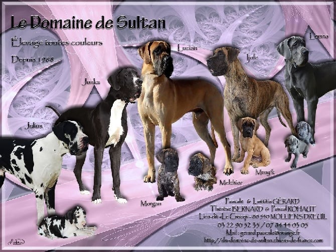 Accueil - Elevage du domaine de Sultan - eleveur de chiens Accueil - Elevage du domaine de Sultan - eleveur de chiens