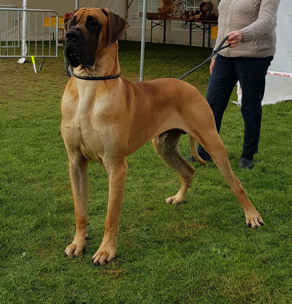 CH. Murugan du domaine de Sultan - 1 Exc CAC RCACIB