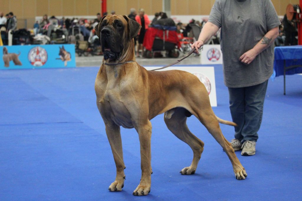 CH. Murugan du domaine de Sultan - Classe ouverte 1 Exc CACS BOB