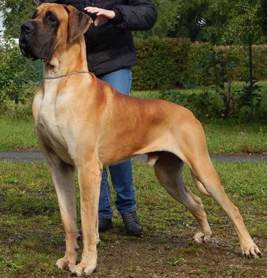 CH. Murugan du domaine de Sultan - 1 Exc RCAC Classe champion