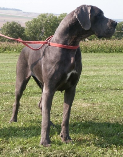 CH. Viramangai de la Benjamine - 1 Exc CAC CACIB