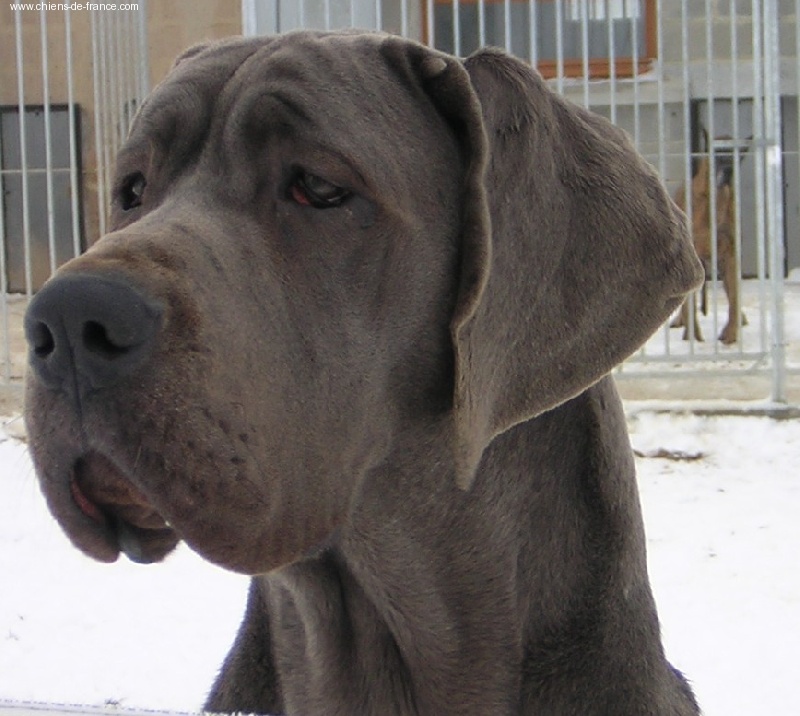 CH. Viramangai de la Benjamine - 1 Exc ,Jeune championne Euddc,Princesse de Belgique