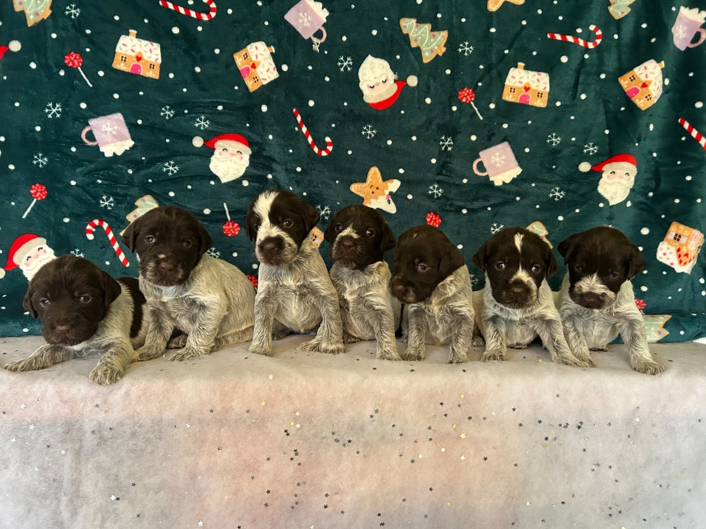 Griffon d'arrêt à poil dur Korthals - du clos Renaud