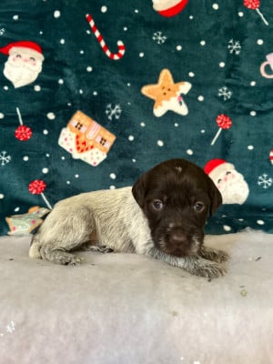 Les chiots de Griffon d'arrêt à poil dur Korthals