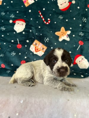 Les chiots de Griffon d'arrêt à poil dur Korthals