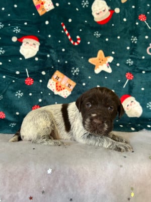 Les chiots de Griffon d'arrêt à poil dur Korthals