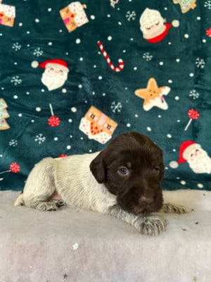 Les chiots de Griffon d'arrêt à poil dur Korthals