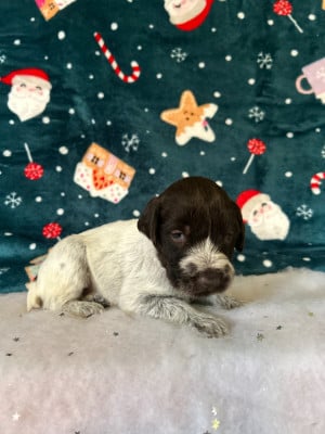 Les chiots de Griffon d'arrêt à poil dur Korthals