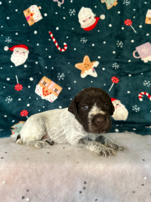 Les chiots de Griffon d'arrêt à poil dur Korthals