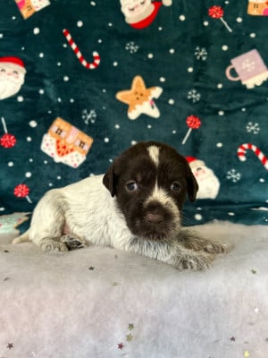 Les chiots de Griffon d'arrêt à poil dur Korthals