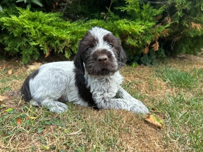 Les chiots de Griffon d'arrêt à poil dur Korthals
