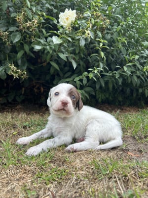 Les chiots de Setter Anglais