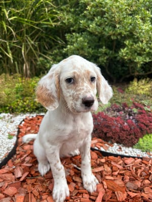 Les chiots de Setter Anglais
