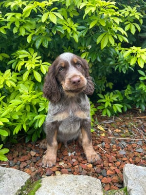 Les chiots de Epagneul picard
