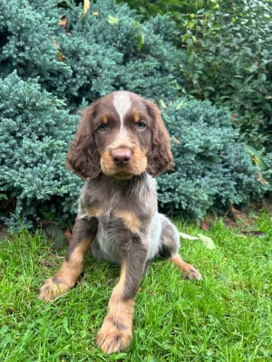 Les chiots de Epagneul picard