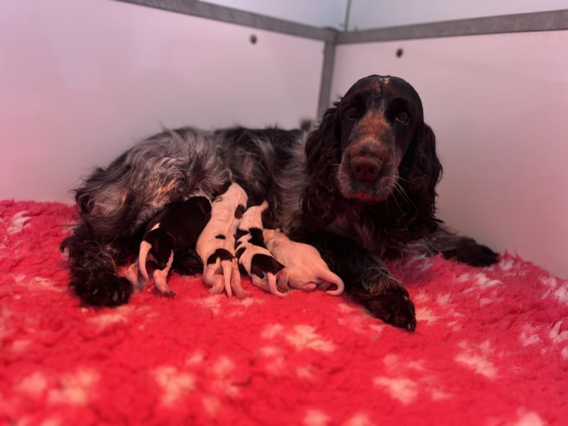 Cocker Spaniel Anglais - du clos Renaud