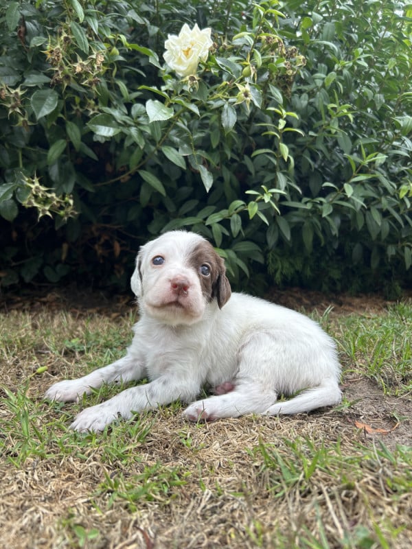 Setter Anglais - du clos Renaud