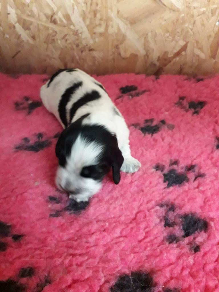 CHIOT - Cocker Spaniel Anglais